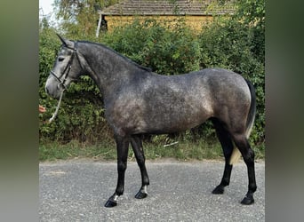 Meer ponys/kleine paarden, Merrie, 4 Jaar, 148 cm, Appelschimmel