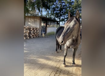 Meer ponys/kleine paarden, Merrie, 4 Jaar, 148 cm, Zwart