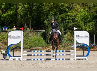 Meer ponys/kleine paarden Mix, Merrie, 4 Jaar, 150 cm, Bruin