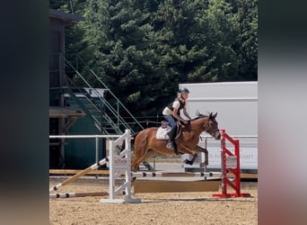 Meer ponys/kleine paarden, Merrie, 4 Jaar, 150 cm, Bruin