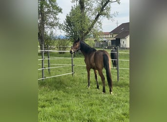 Meer ponys/kleine paarden, Merrie, 4 Jaar, 150 cm, Bruin