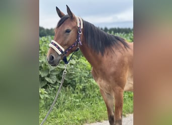 Meer ponys/kleine paarden, Merrie, 4 Jaar, 150 cm, Bruin
