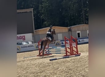 Meer ponys/kleine paarden, Merrie, 4 Jaar, 150 cm, Bruin