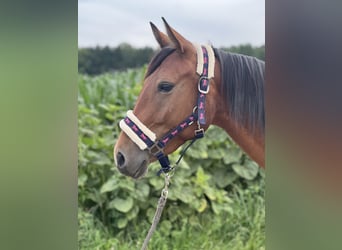 Meer ponys/kleine paarden, Merrie, 4 Jaar, 150 cm, Bruin