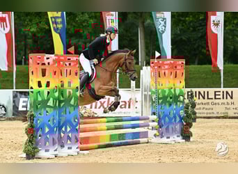 Meer ponys/kleine paarden, Merrie, 4 Jaar, 150 cm, Bruin