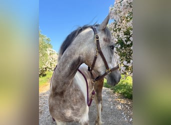 Meer ponys/kleine paarden Mix, Merrie, 4 Jaar, 150 cm, kan schimmel zijn
