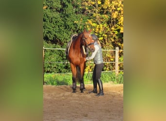 Meer ponys/kleine paarden, Merrie, 4 Jaar, 152 cm, Bruin