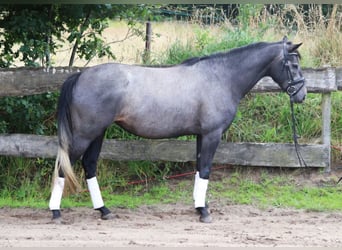 Meer ponys/kleine paarden, Merrie, 4 Jaar, 153 cm, Zwartschimmel
