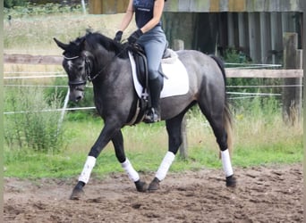 Meer ponys/kleine paarden, Merrie, 4 Jaar, 153 cm, Zwartschimmel