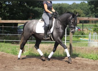 Meer ponys/kleine paarden, Merrie, 4 Jaar, 153 cm, Zwartschimmel