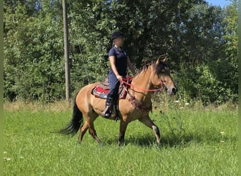 Meer ponys/kleine paarden, Merrie, 4 Jaar, 154 cm, Falbe