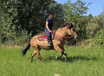 Meer ponys/kleine paarden, Merrie, 4 Jaar, 154 cm, Falbe