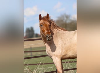 Meer ponys/kleine paarden, Merrie, 4 Jaar, 160 cm, Roan-Red