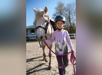 Meer ponys/kleine paarden, Merrie, 5 Jaar, 122 cm, Schimmel