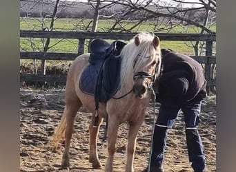Meer ponys/kleine paarden, Merrie, 5 Jaar, 125 cm, Palomino
