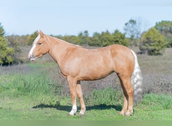 Meer ponys/kleine paarden, Merrie, 5 Jaar, 135 cm, Palomino