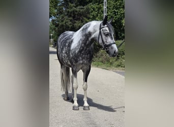 Meer ponys/kleine paarden, Merrie, 5 Jaar, 136 cm, Gevlekt-paard