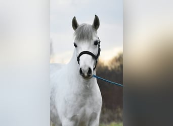 Meer ponys/kleine paarden, Merrie, 5 Jaar, 136 cm, Schimmel