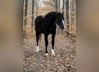 Meer ponys/kleine paarden, Merrie, 5 Jaar, 137 cm, Zwart