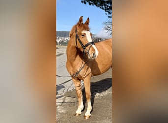 Meer ponys/kleine paarden, Merrie, 5 Jaar, 140 cm, Vos