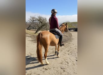 Meer ponys/kleine paarden, Merrie, 5 Jaar, 140 cm, Vos