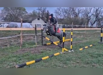 Meer ponys/kleine paarden, Merrie, 5 Jaar, 143 cm, Appelschimmel