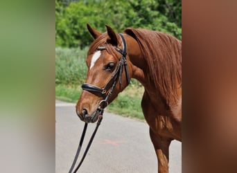 Meer ponys/kleine paarden, Merrie, 5 Jaar, 143 cm, Vos