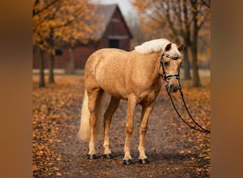 Meer ponys/kleine paarden, Merrie, 5 Jaar, 145 cm, Palomino