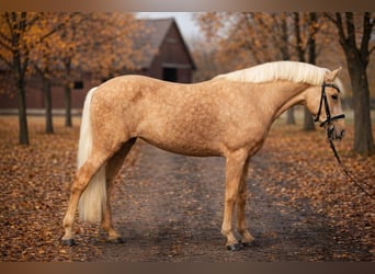 Meer ponys/kleine paarden, Merrie, 5 Jaar, 145 cm, Palomino