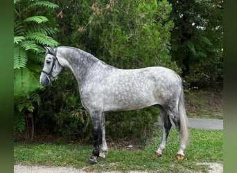 Meer ponys/kleine paarden, Merrie, 5 Jaar, 145 cm, Schimmel