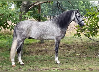 Meer ponys/kleine paarden, Merrie, 5 Jaar, 145 cm, Schimmel