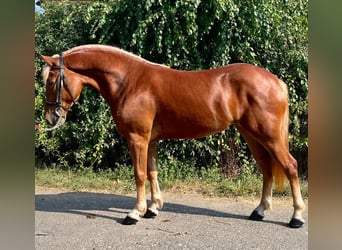 Meer ponys/kleine paarden, Merrie, 5 Jaar, 145 cm, Vos