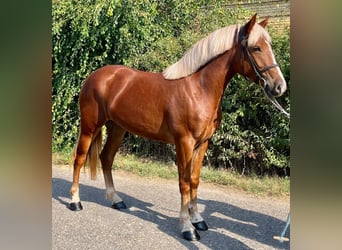 Meer ponys/kleine paarden, Merrie, 5 Jaar, 145 cm, Vos