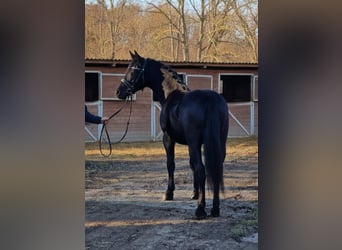 Meer ponys/kleine paarden, Merrie, 5 Jaar, 145 cm, Zwart