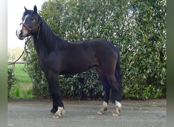 Meer ponys/kleine paarden Mix, Merrie, 5 Jaar, 146 cm, Bruin