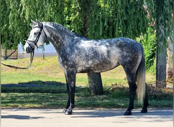 Meer ponys/kleine paarden, Merrie, 5 Jaar, 147 cm, Appelschimmel