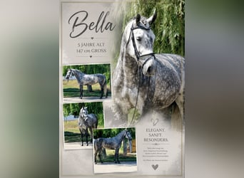 Meer ponys/kleine paarden, Merrie, 5 Jaar, 147 cm, Appelschimmel