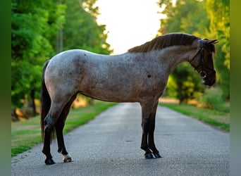 Meer ponys/kleine paarden, Merrie, 5 Jaar, 147 cm, Roan-Red