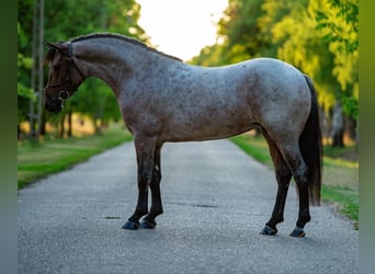 Meer ponys/kleine paarden, Merrie, 5 Jaar, 147 cm, Roan-Red