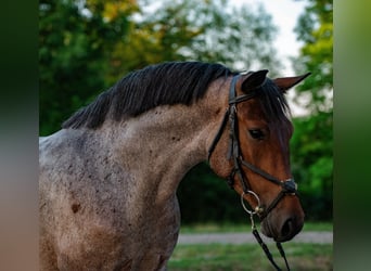 Meer ponys/kleine paarden, Merrie, 5 Jaar, 147 cm, Roan-Red