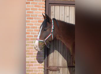 Meer ponys/kleine paarden, Merrie, 5 Jaar, 148 cm, Bruin