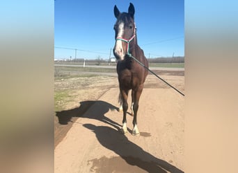 Meer ponys/kleine paarden, Merrie, 5 Jaar, 148 cm, Bruin