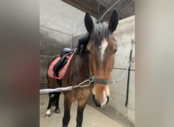 Meer ponys/kleine paarden, Merrie, 5 Jaar, 148 cm, Bruin