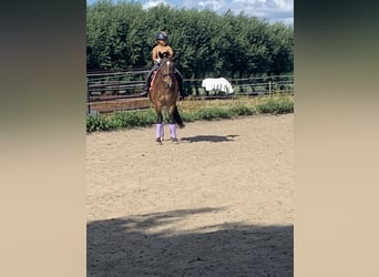 Meer ponys/kleine paarden, Merrie, 5 Jaar, 148 cm, Bruin