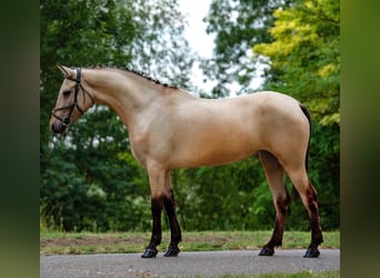 Meer ponys/kleine paarden, Merrie, 5 Jaar, 148 cm, Falbe