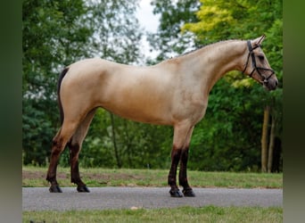Meer ponys/kleine paarden, Merrie, 5 Jaar, 148 cm, Falbe