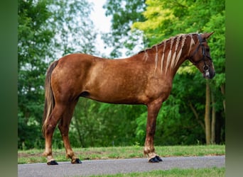 Meer ponys/kleine paarden, Merrie, 5 Jaar, 148 cm, Vos