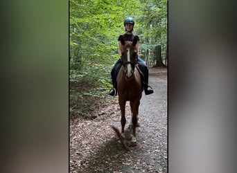 Meer ponys/kleine paarden, Merrie, 5 Jaar, 148 cm, Vos