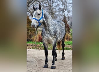 Meer ponys/kleine paarden, Merrie, 5 Jaar, 149 cm, Appelschimmel