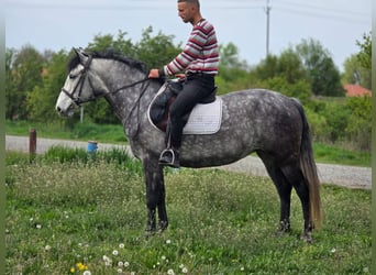 Meer ponys/kleine paarden, Merrie, 5 Jaar, 150 cm, Appelschimmel